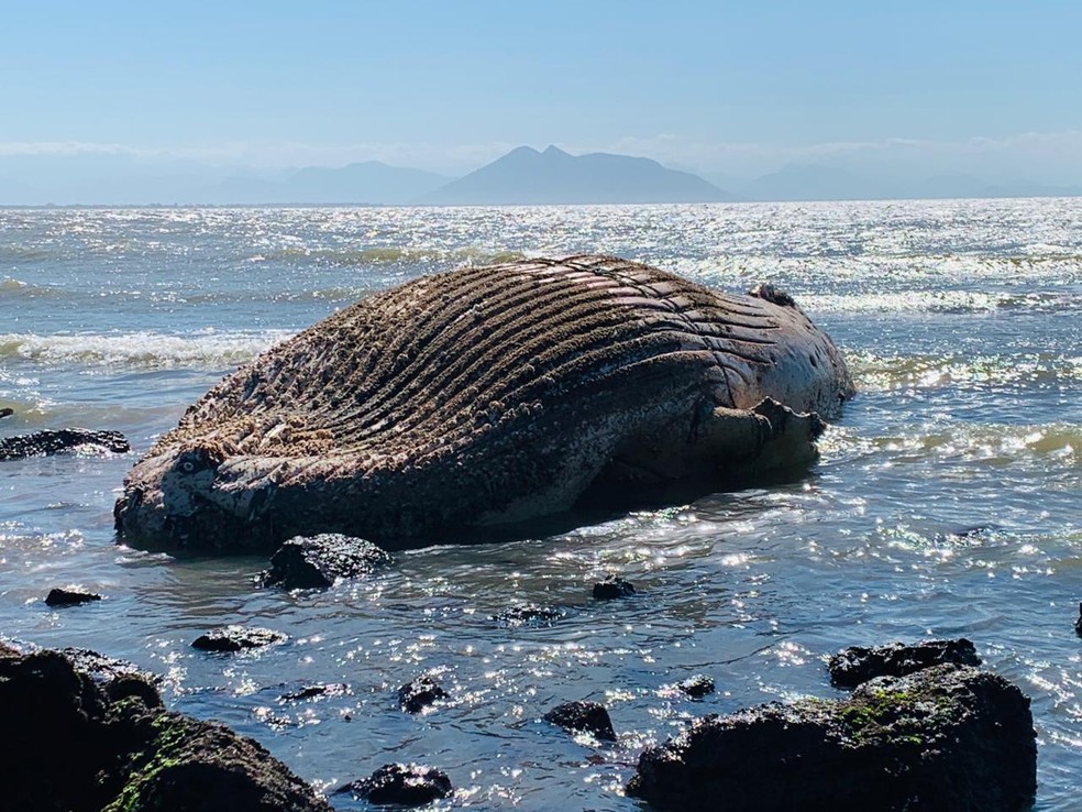 Golfinho, baleia e pinguins são encontrados mortos em praias de Búzios