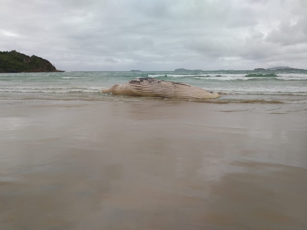 Baleia jubarte é encontrada morta em praia de Búzios