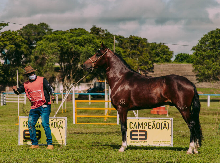 Exposição Estadual do Cavalo Mangalarga Marchador vai movimentar Cabo Frio no feriado de Corpus Christi