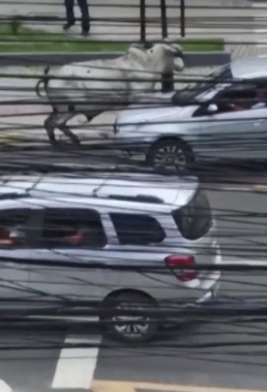 Boi desorientado vaga pelas ruas e ataca carros em Maricá