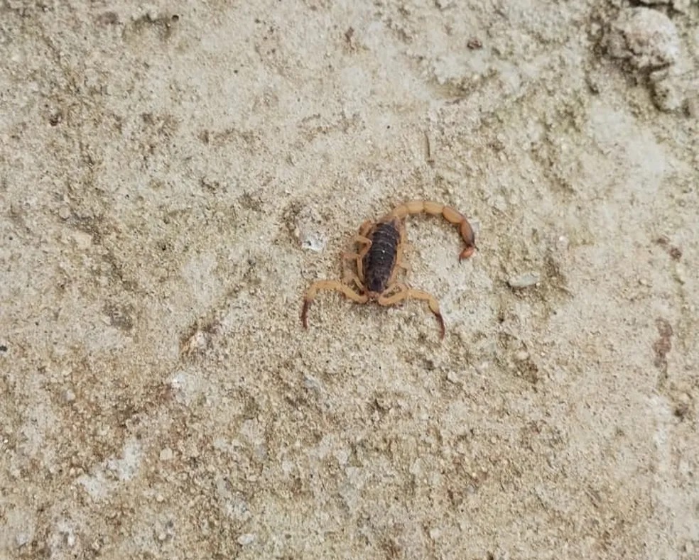 Aparição de escorpiões preocupa moradores de Araruama