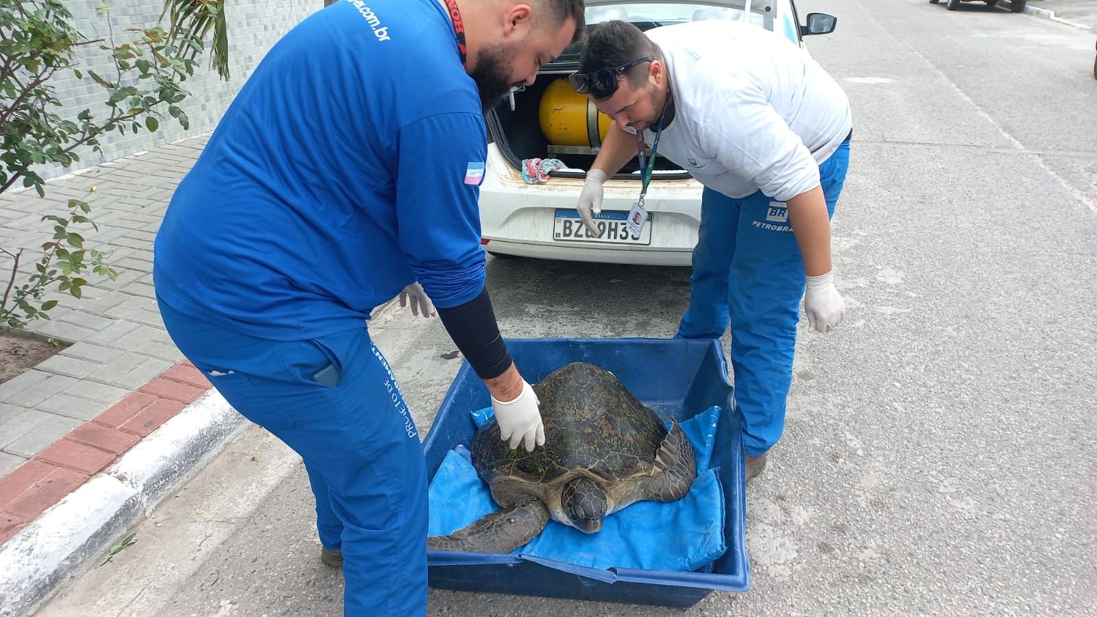 Guarda Ambiental resgata tartaruga na Ponta da Areia