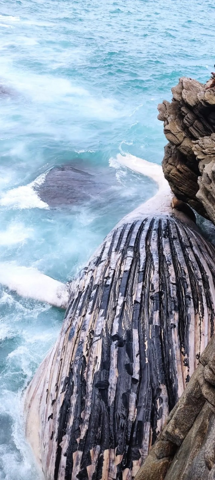 Baleia jubarte morta encalha na Praia das Caravelas, em Búzios