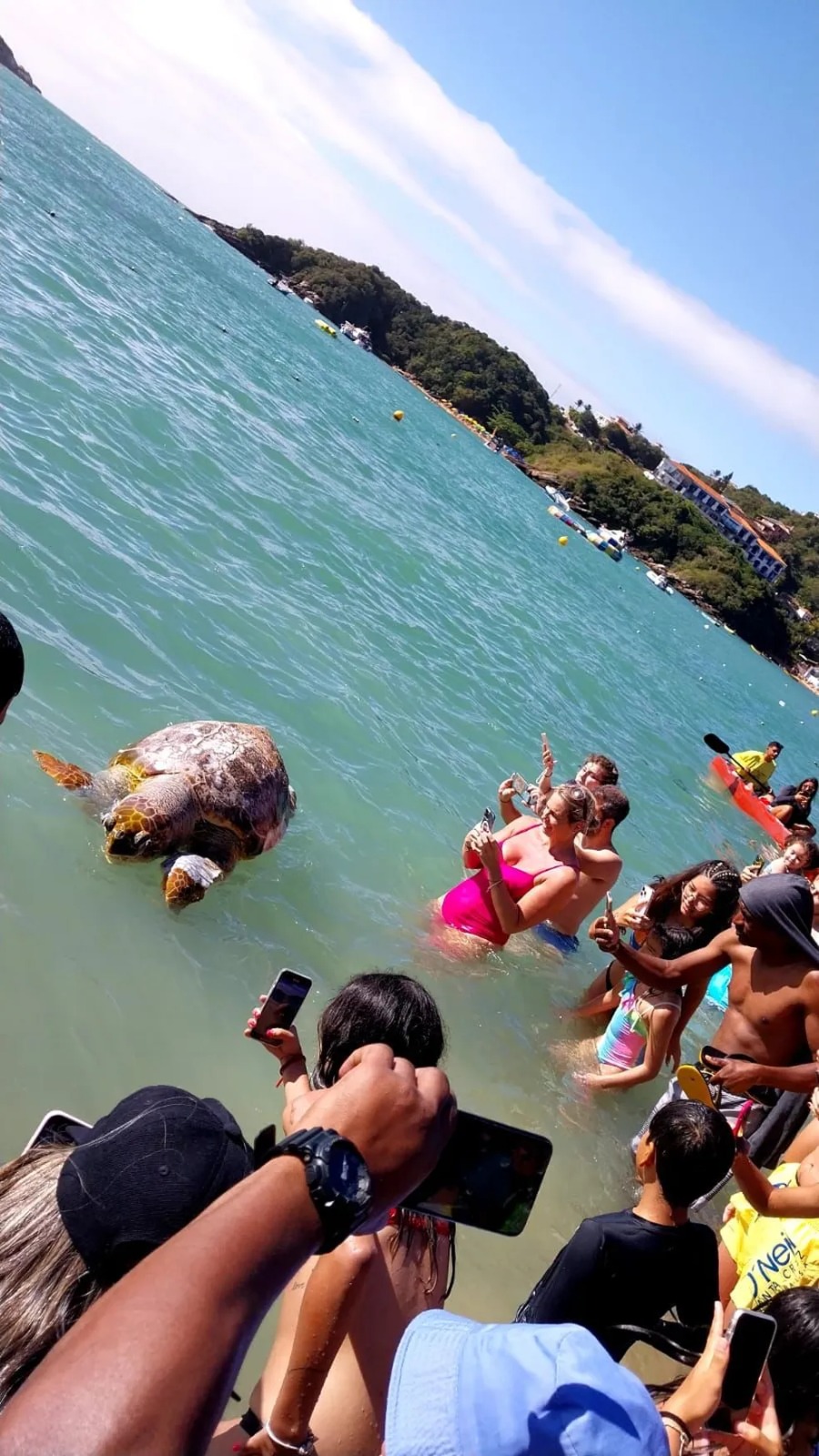 Tartaruga morta atrai dezenas de banhistas na Praia de João Fernandes, em Búzios